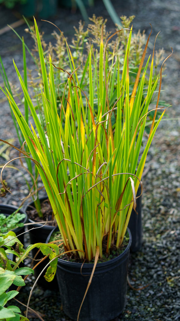 Agoga-Kujyo Japanese Iris