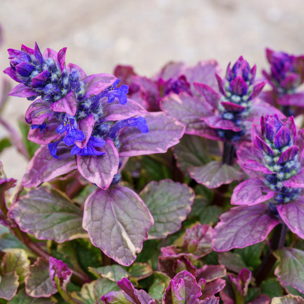 Burgundy Glow Bugleweed Trays