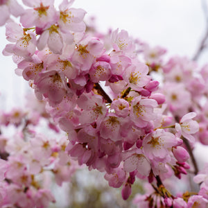 Akebono Flowering Cherry - Cherry - Flowering Trees