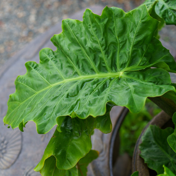 Alocasia 'Low Rider'