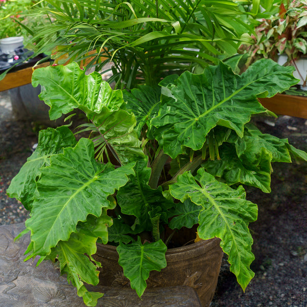 Alocasia 'Low Rider'