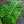 Load image into Gallery viewer, Alocasia &#39;Low Rider&#39;
