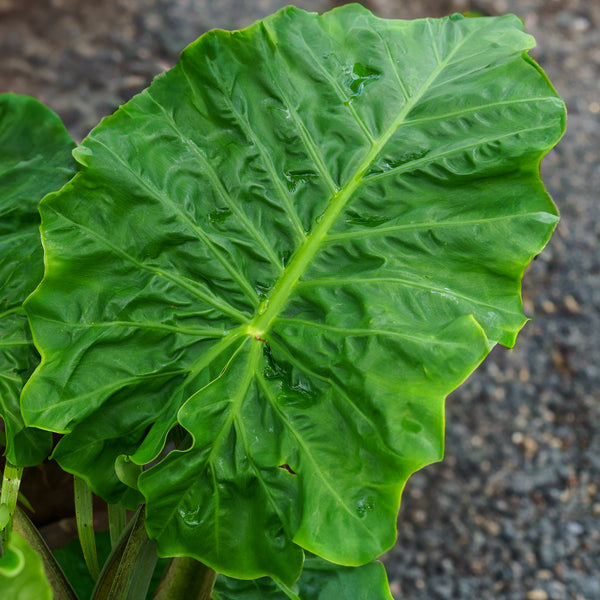 Alocasia 'Low Rider'