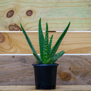 Aloe Vera - Succulents - Houseplants