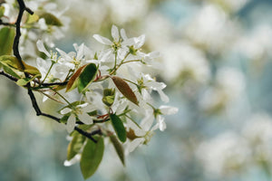 Serviceberry blossom