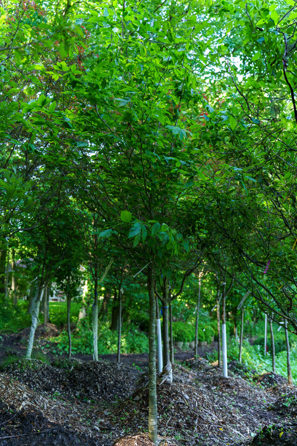 American Beech - Beech - Shade Trees