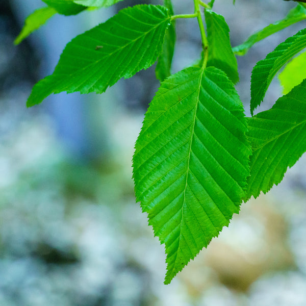 American Hornbeam - Hornbeam - Shade Trees