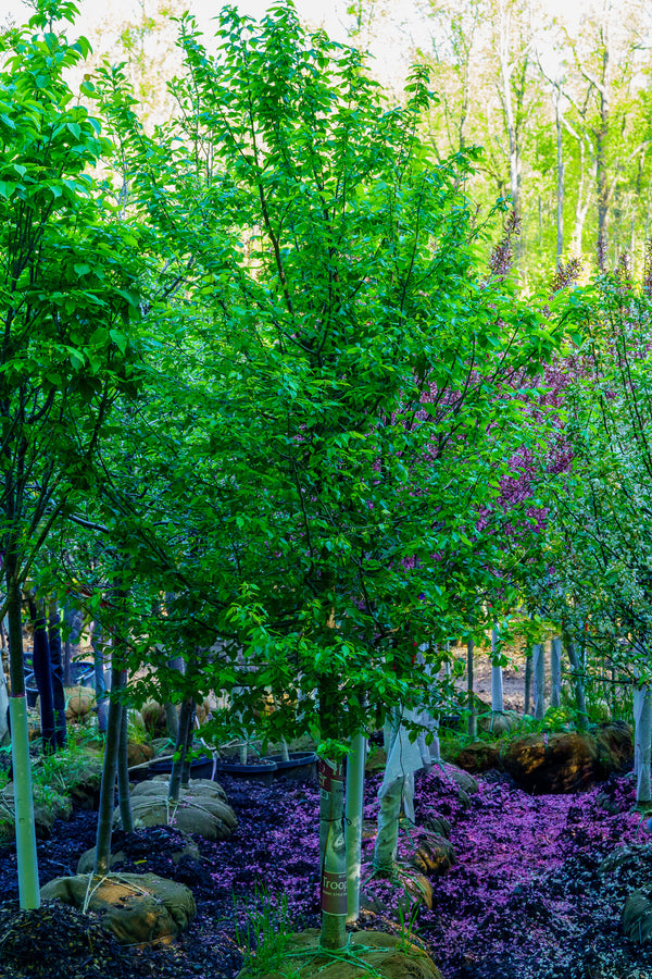 American Hornbeam - Hornbeam - Shade Trees