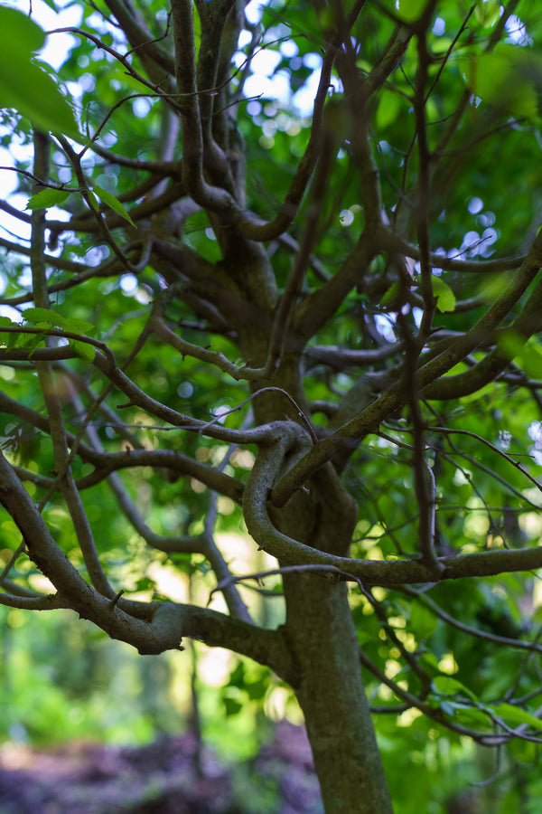 American Hornbeam - Hornbeam - Shade Trees