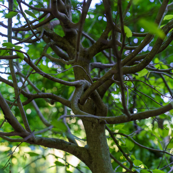 American Hornbeam - Hornbeam - Shade Trees