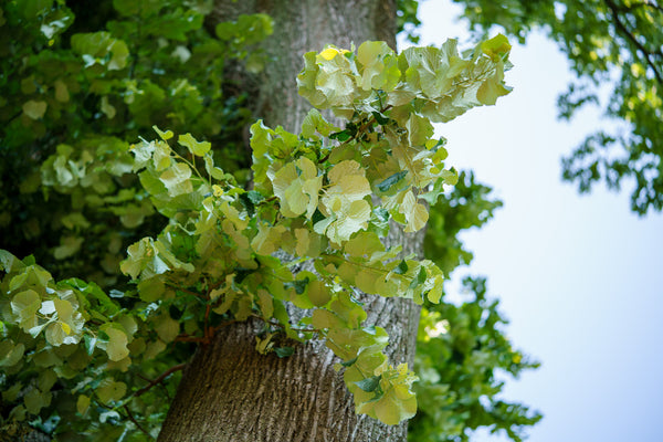 Redmond Linden - Linden - Shade Trees