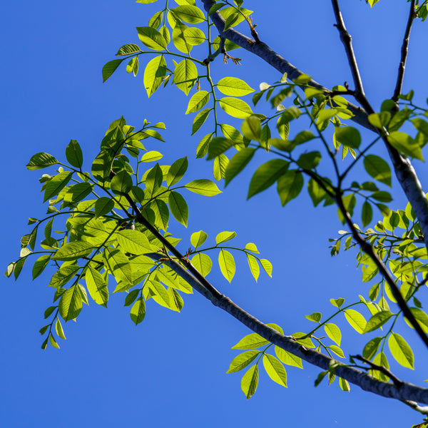 American Yellowwood