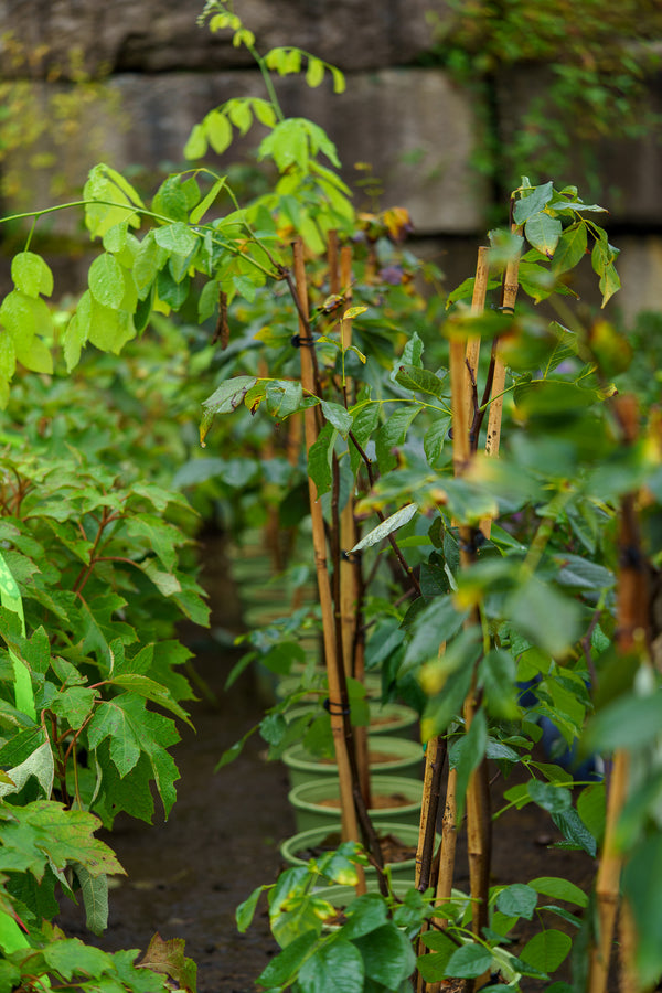 American Yellowwood