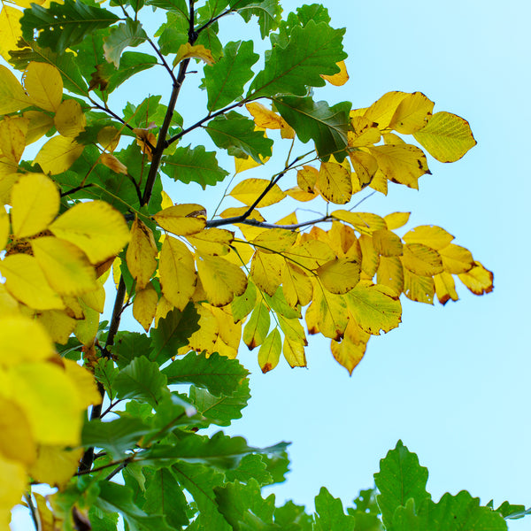 American Yellowwood