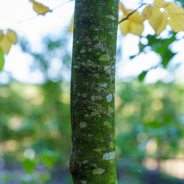 American Yellowwood