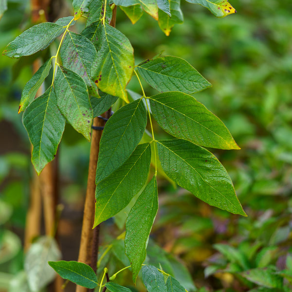 American Yellowwood