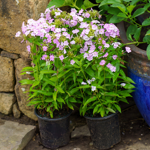 Amethyst Pearl Phlox