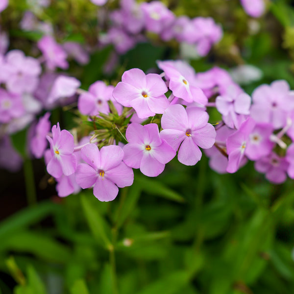 Amethyst Pearl Phlox