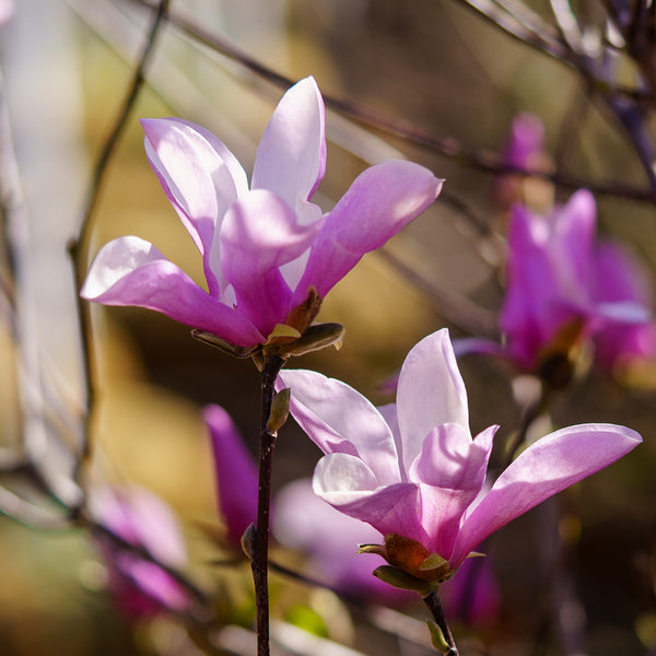 Ann Magnolia - Magnolia - Flowering Trees