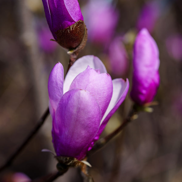 Ann Magnolia - Magnolia - Flowering Trees