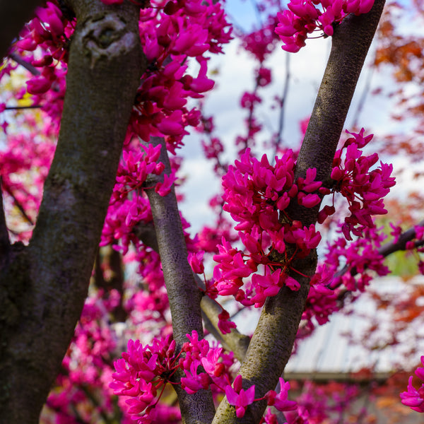 Appalachian Red Redbud - Redbud - Flowering Trees