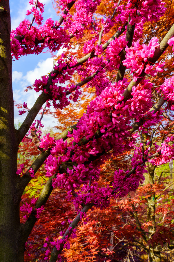 Appalachian Red Redbud - Redbud - Flowering Trees