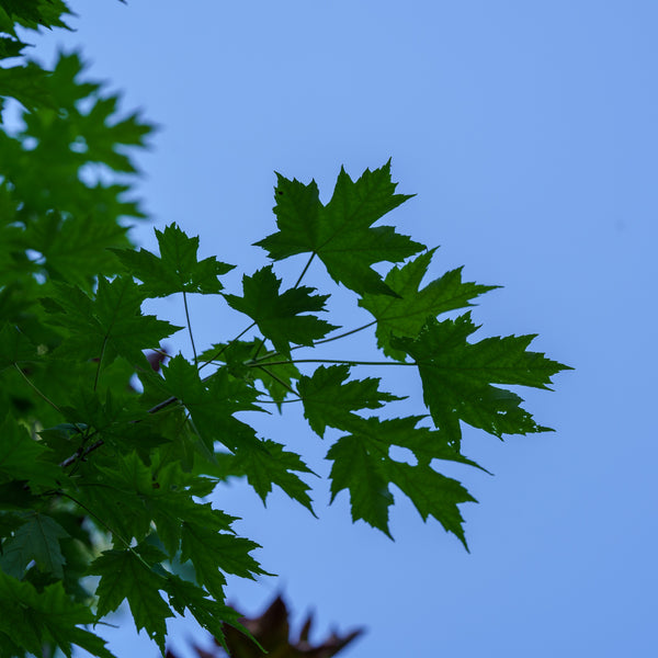 Armstrong Red Maple