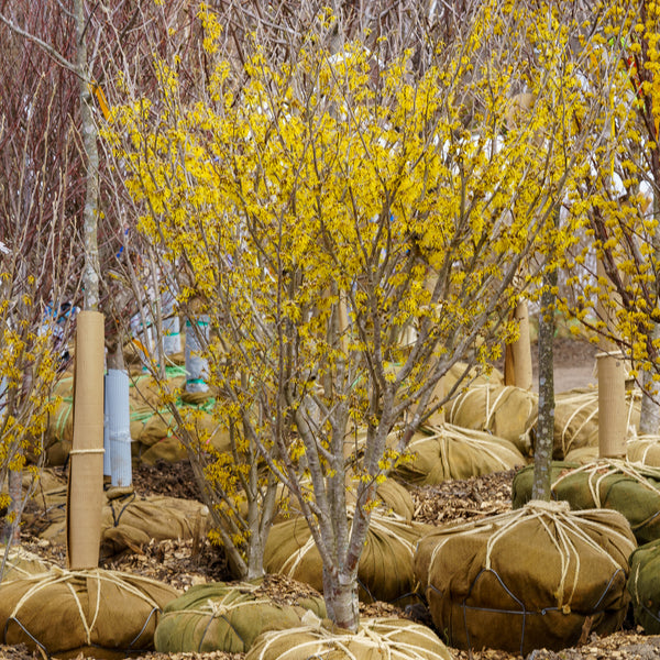 Arnold Promise Witch Hazel - Witch Hazel - Shrubs