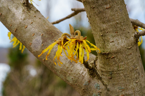 Arnold Promise Witch Hazel - Witch Hazel - Shrubs