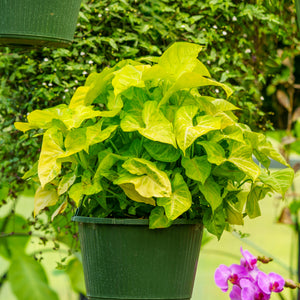 Syngonium - Hanging Baskets Other Houseplants - Houseplants