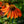 Load image into Gallery viewer, Artisan Soft Orange Coneflower
