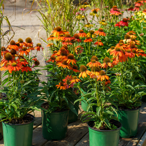 Artisan Soft Orange Coneflower