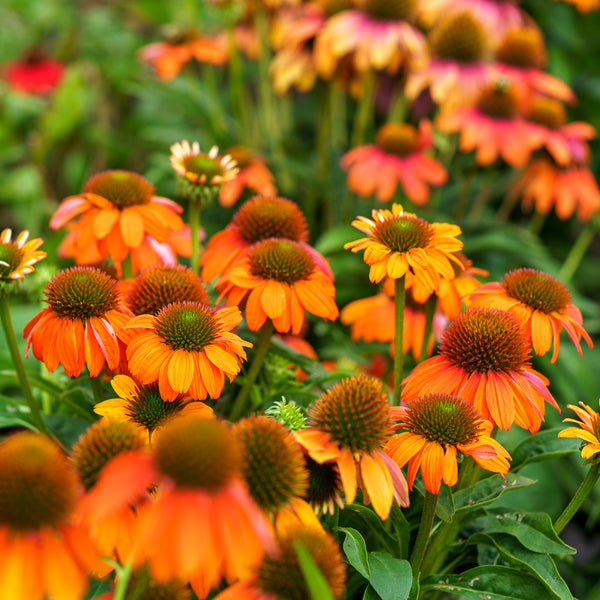 Artisan Soft Orange Coneflower