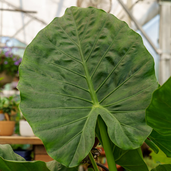 Assorted Alocasia