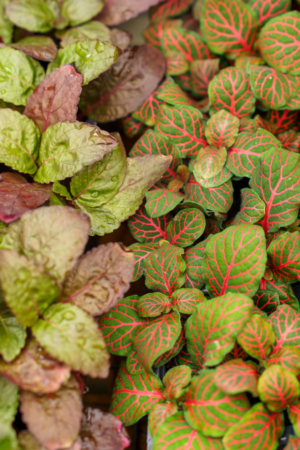 Assorted Foliage