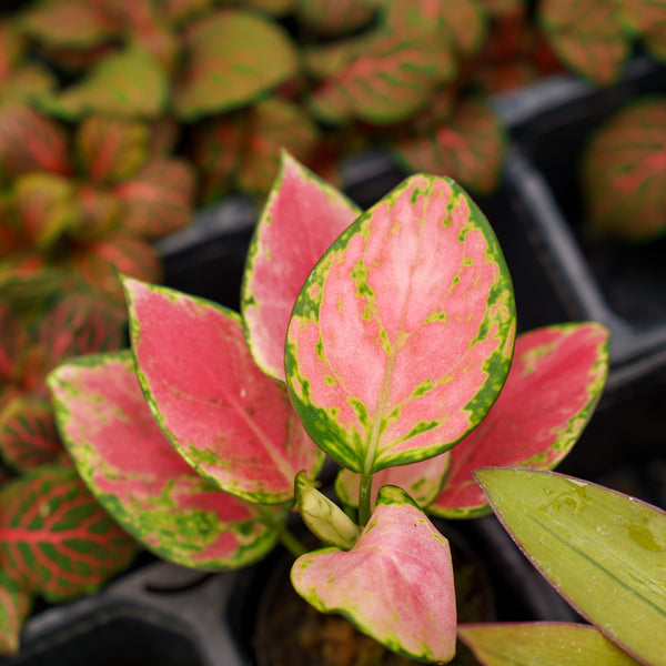 Assorted Foliage