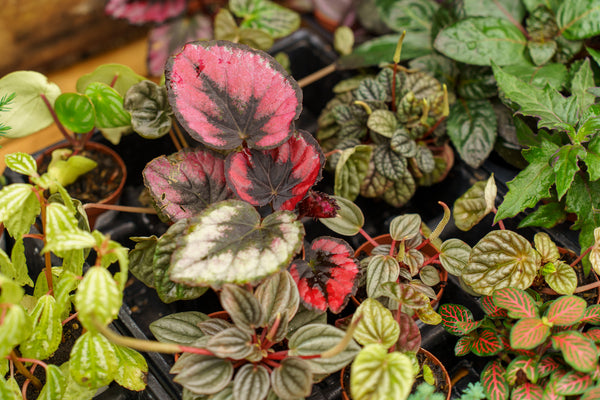 Assorted Foliage