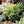 Load image into Gallery viewer, 1&quot; Assorted Succulents
