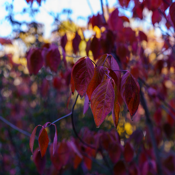 Aurora Dogwood