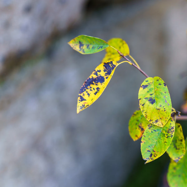 Autumn Brilliance Serviceberry