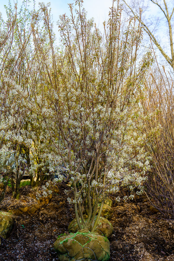 Autumn Brilliance Serviceberry - Amelanchier - Flowering Trees