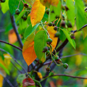 Autumn Brilliance Serviceberry - Amelanchier - Flowering Trees