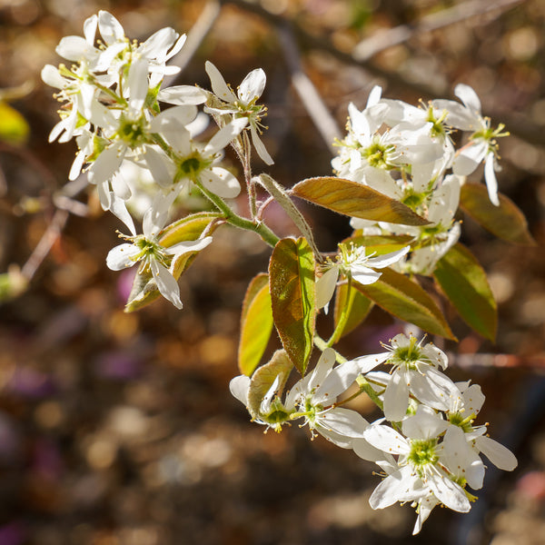 Autumn Brilliance Serviceberry - Amelanchier - Flowering Trees