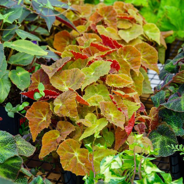 Autumn Embers Begonia