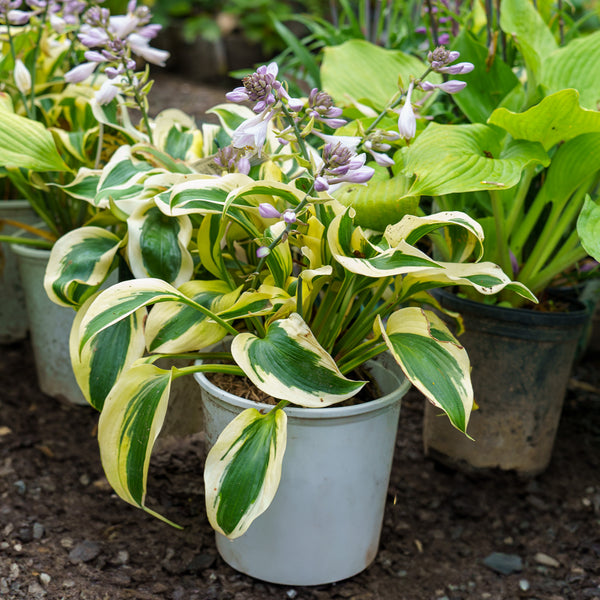 Autumn Frost Hosta