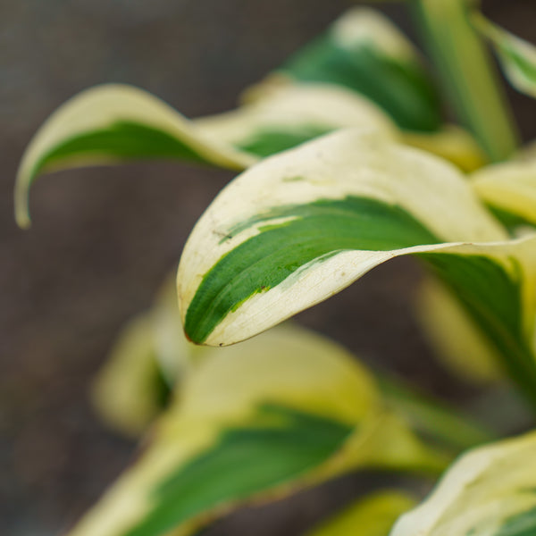 Autumn Frost Hosta