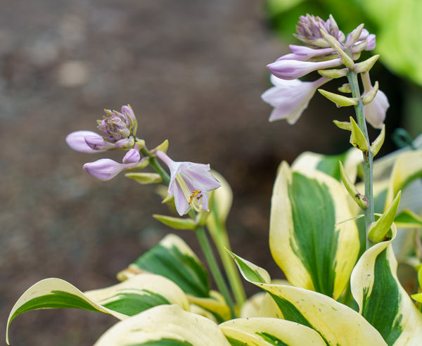 Autumn Frost Hosta