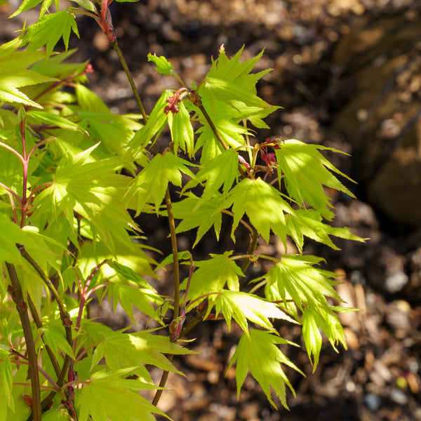 Autumn Moon Full Moon Maple - Japanese Maple - Japanese Maples