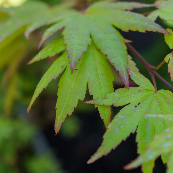 Autumn Moon Full Moon Maple