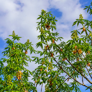 Autumn Splendor Horse Chestnut - Other Flowering Trees - Flowering Trees